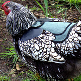 Medium-Large Chicken Saddle